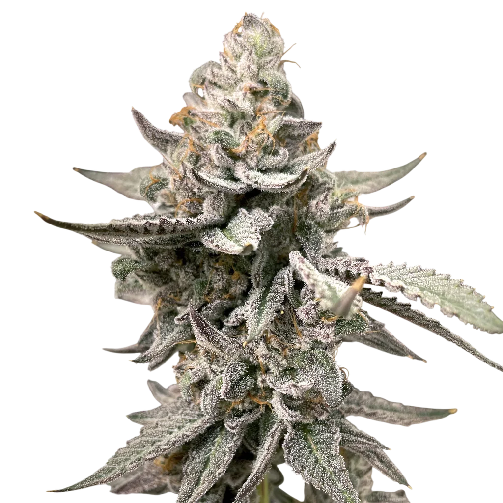 Beaver Cookies – Produktansicht