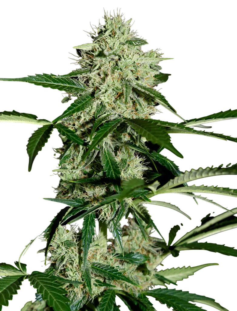 Northern Lights Auto | AUTOFEM | Greenhouse Seed Co.