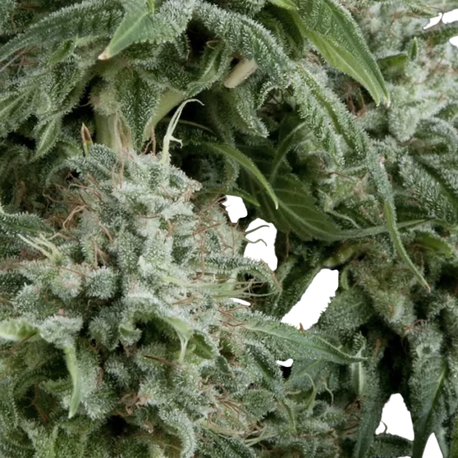Northern Lights Auto | AUTOFEM | Pyramid Seeds