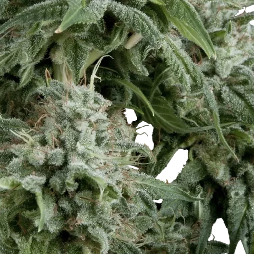 Northern Lights Auto