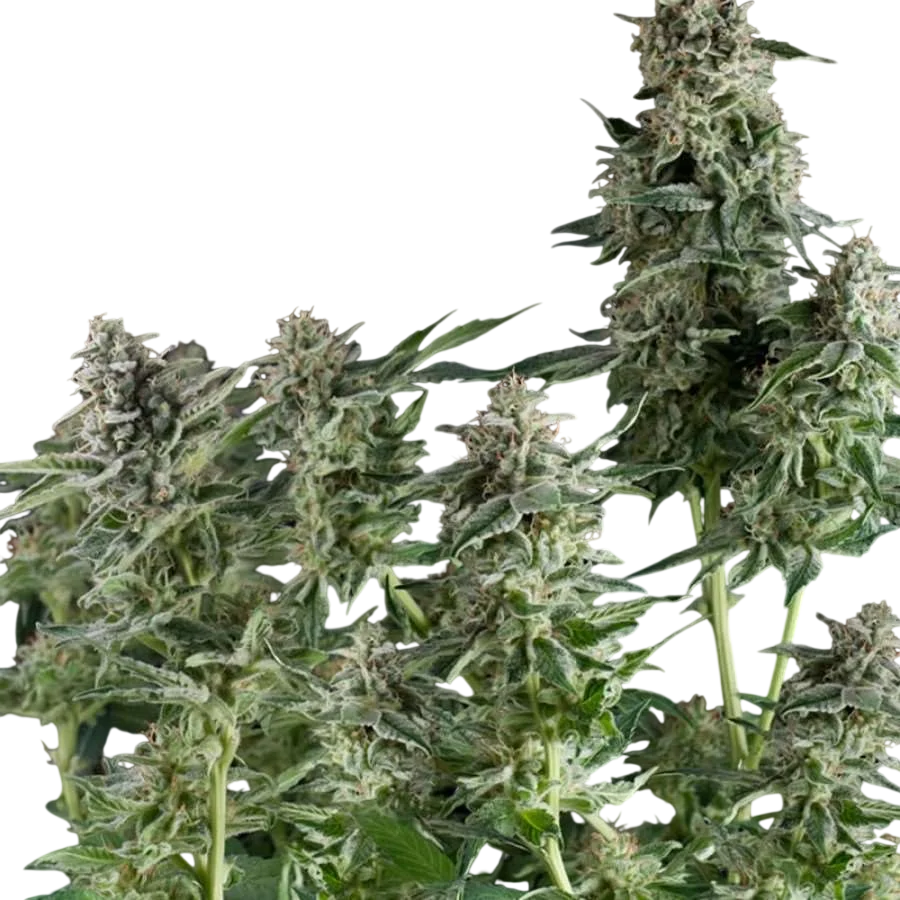 Northern Lights | PHOTOFEM | Pyramid Seeds