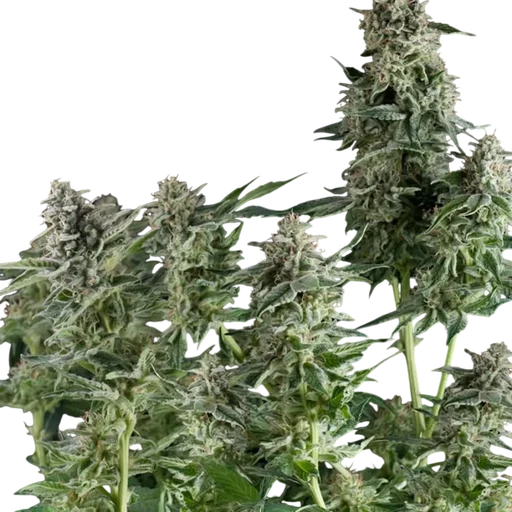 Northern Lights