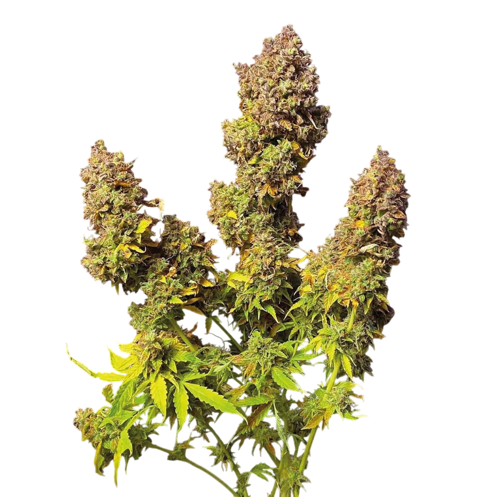 Northern Lights Auto – Produktansicht