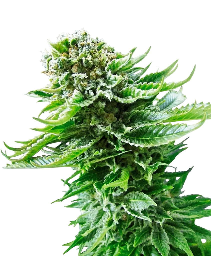 Northern Lights Auto – Produktansicht