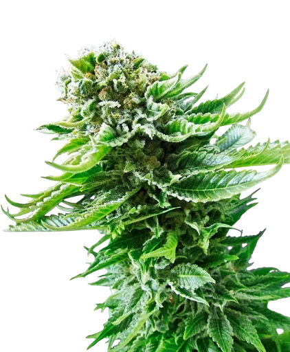 Northern Lights Auto