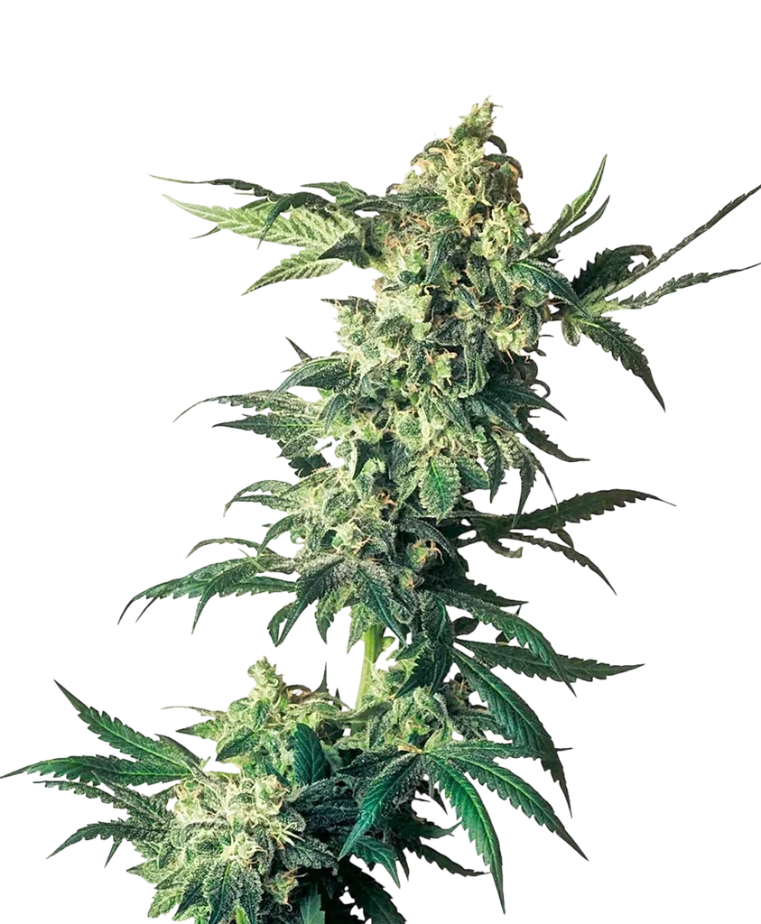 Northern Lights – Produktansicht