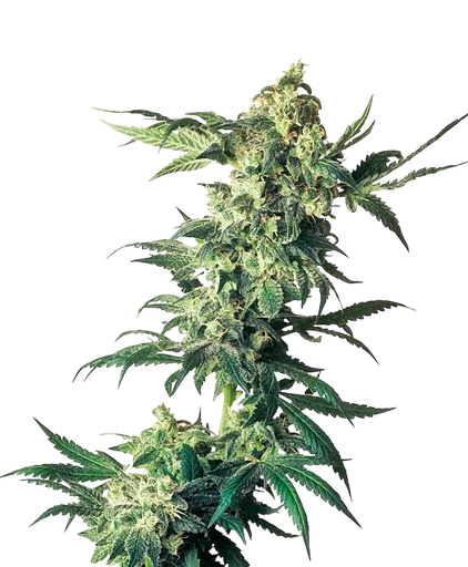 Northern Lights