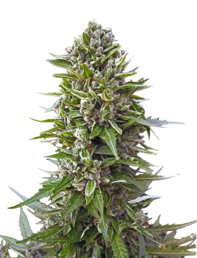 Northern Lights Auto – Produktansicht