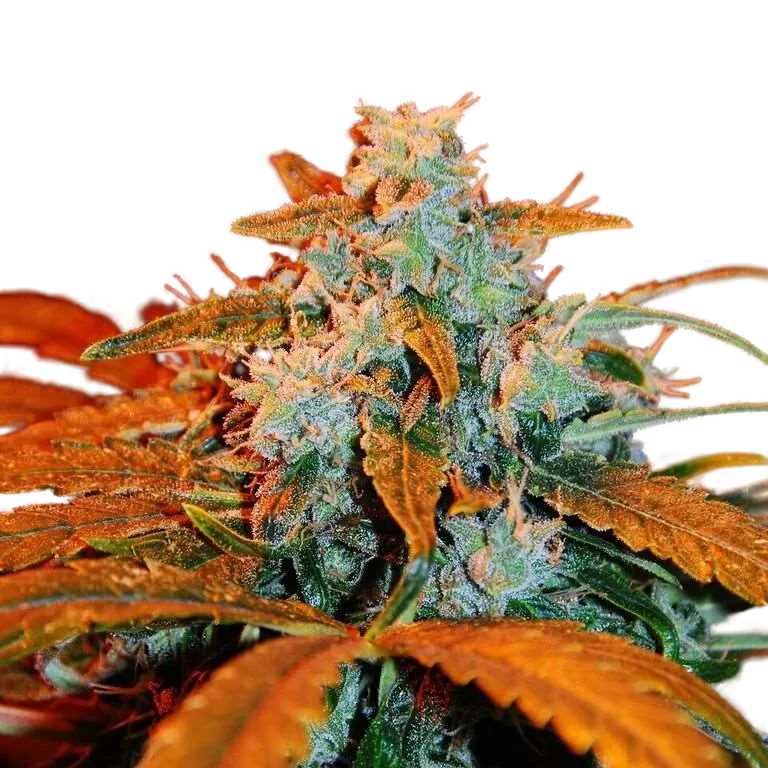 Berry Auto | AUTOFEM | G13 Labs