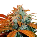 Berry Auto | AUTOFEM | G13 Labs