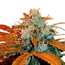Berry Auto | AUTOFEM | G13 Labs