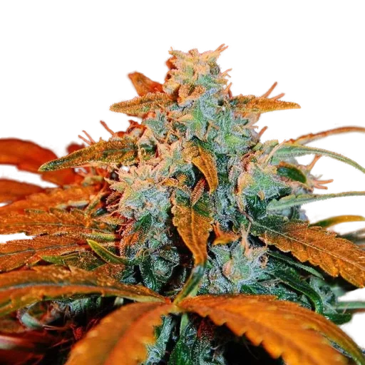 Berry Auto