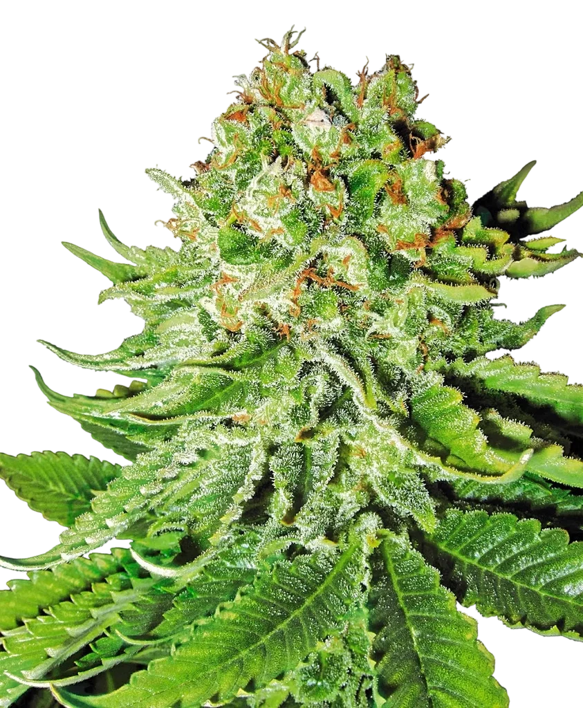 Northern Lights Auto – Produktansicht
