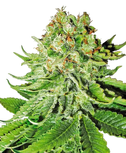 Northern Lights Auto