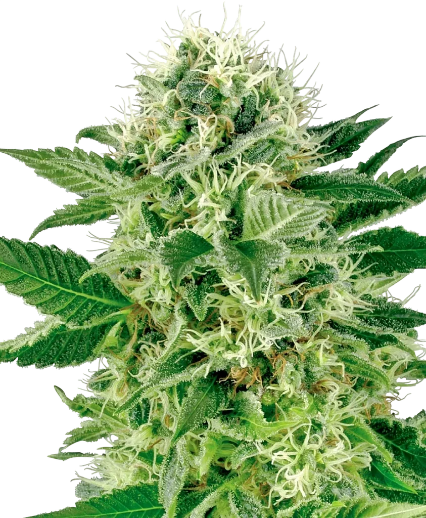 Northern Lights – Produktansicht