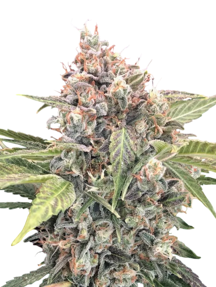 Northern Lights CBD – Produktansicht