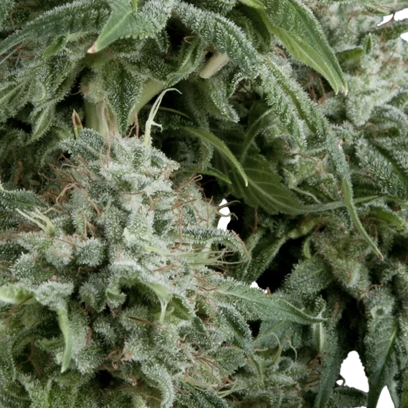 Northern Lights CBD Auto | AUTOFEM | Pyramid Seeds