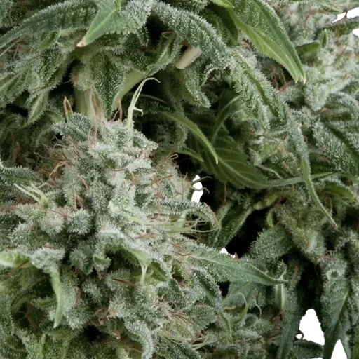 Northern Lights CBD Auto