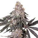 Berry Crusher | PHOTOFEM | Elev8 Seeds