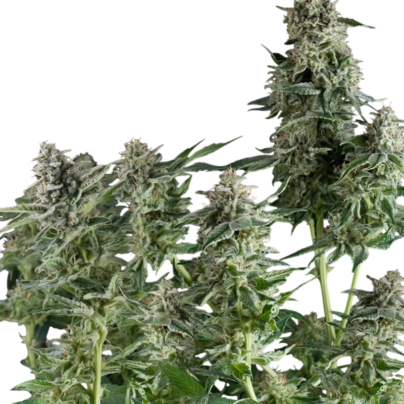 Northern Lights CBD | PHOTOFEM | Pyramid Seeds