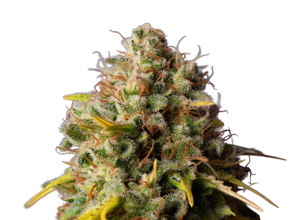 Northern Lights x Big Bud Auto – Produktansicht