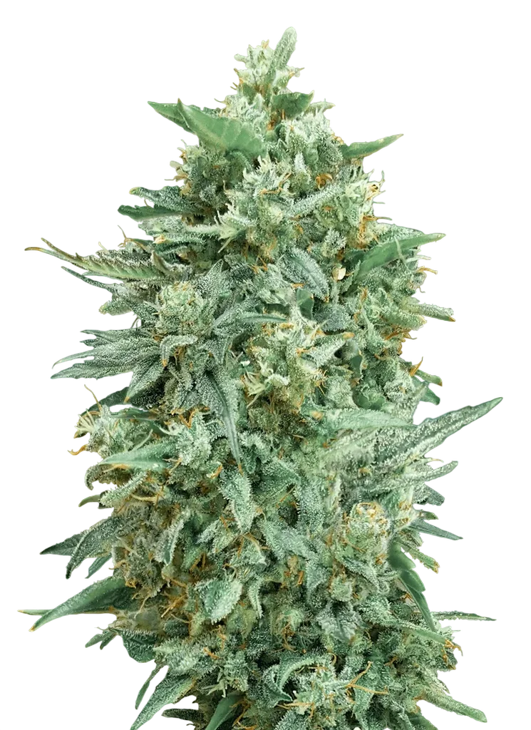 Northern Lights XXL Auto | AUTOFEM | 00 Seeds