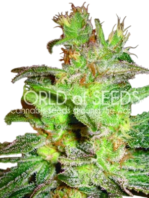 Northern Light x Big Bud