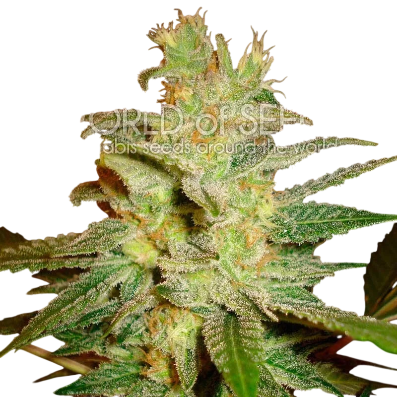 Northern Light x Big Bud Early Harvest – Produktansicht
