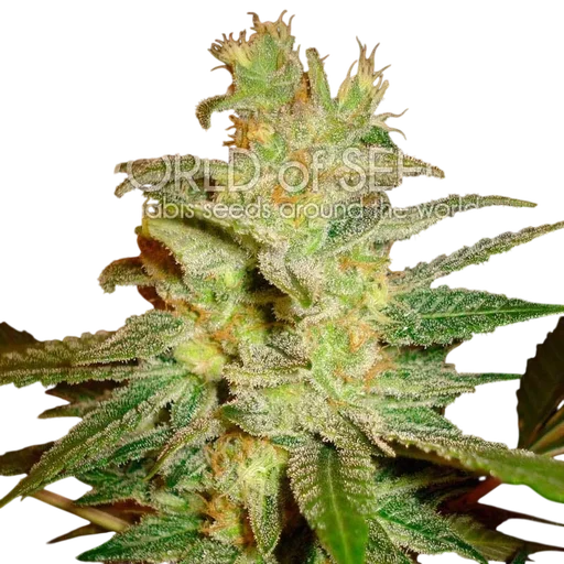 Northern Light x Big Bud Early Harvest