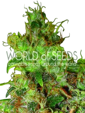 Northern Light x Skunk – Produktansicht