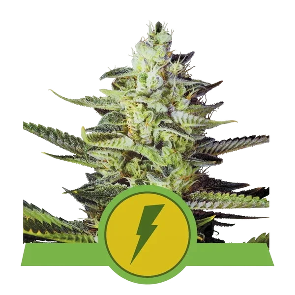 North Thunderfuck Auto – Produktansicht