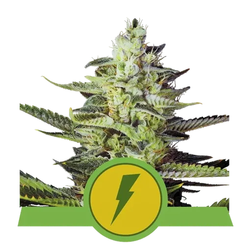 North Thunderfuck Auto | AUTOFEM | Royal Queen Seeds