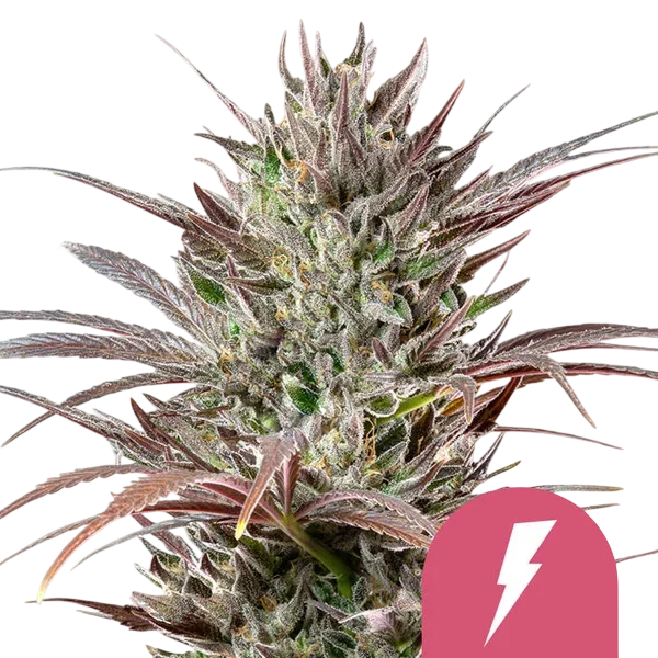 North Thunderfuck | PHOTOFEM | Royal Queen Seeds
