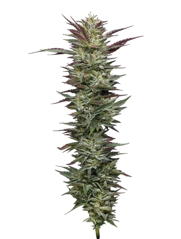 Notorious THC | PHOTOFEM | Humboldt Seed Co.