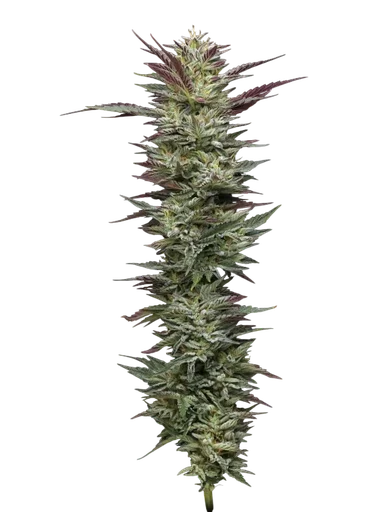 Notorious THC
