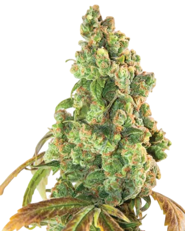 Nurse Lilly CBD – Produktansicht