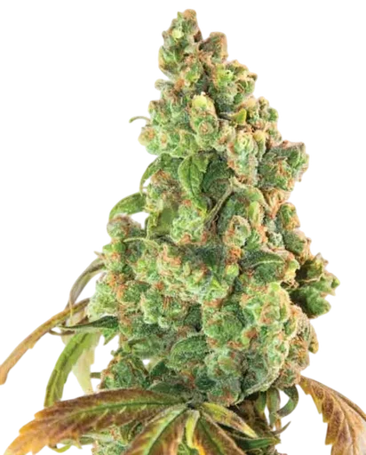 Nurse Lilly CBD