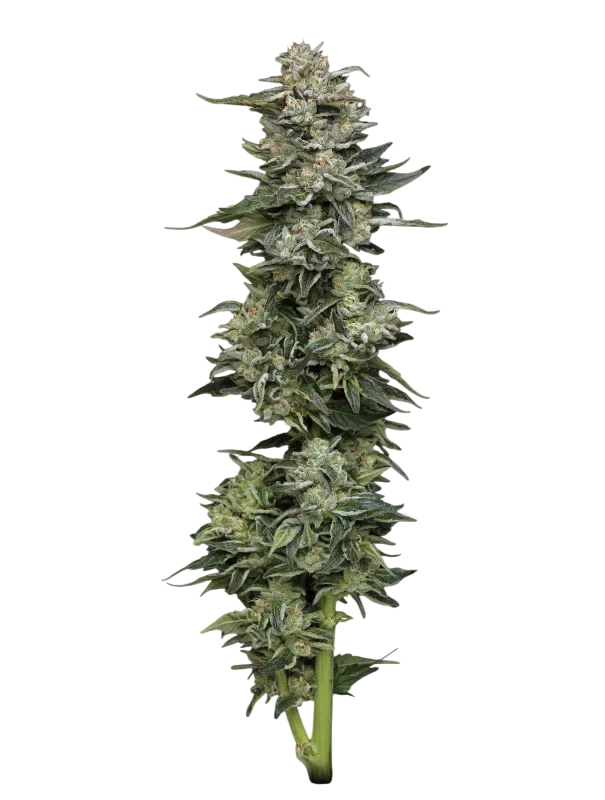 Nutter Budder | PHOTOFEM | Humboldt Seed Co.