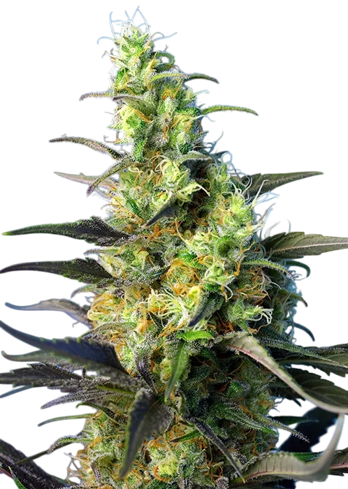 NYC Diesel CBD (formerly Ice Cool CBD) – Produktansicht