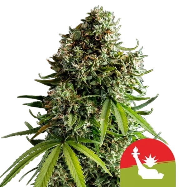 NYC Sour D Auto – Produktansicht