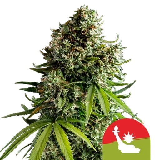 NYC Sour D | AUTOFEM | Royal Queen Seeds