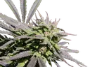 Biddy Early | PHOTOFEM | Serious Seeds