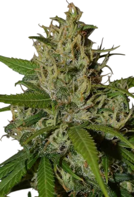 Oaxaca A5 Haze – Produktansicht