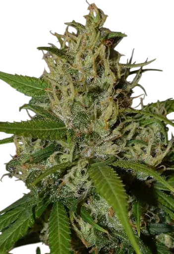 Oaxaca A5 Haze