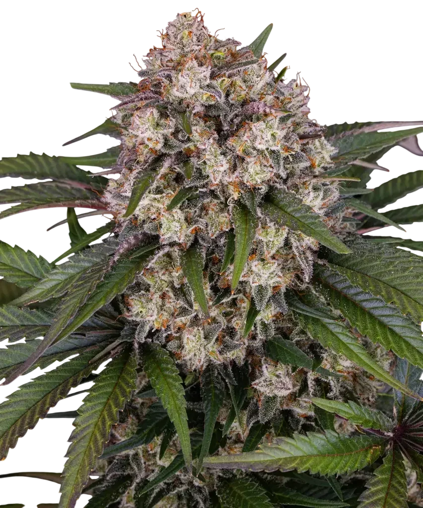 OG Kush Auto – Produktansicht
