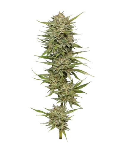 OG Kush