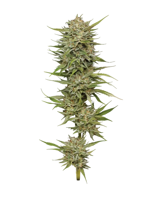 OG Kush Auto – Produktansicht