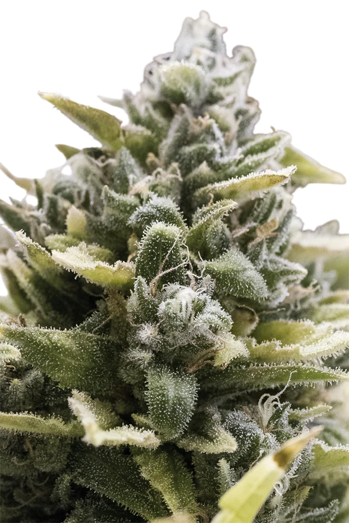 OG Kush Auto – Produktansicht