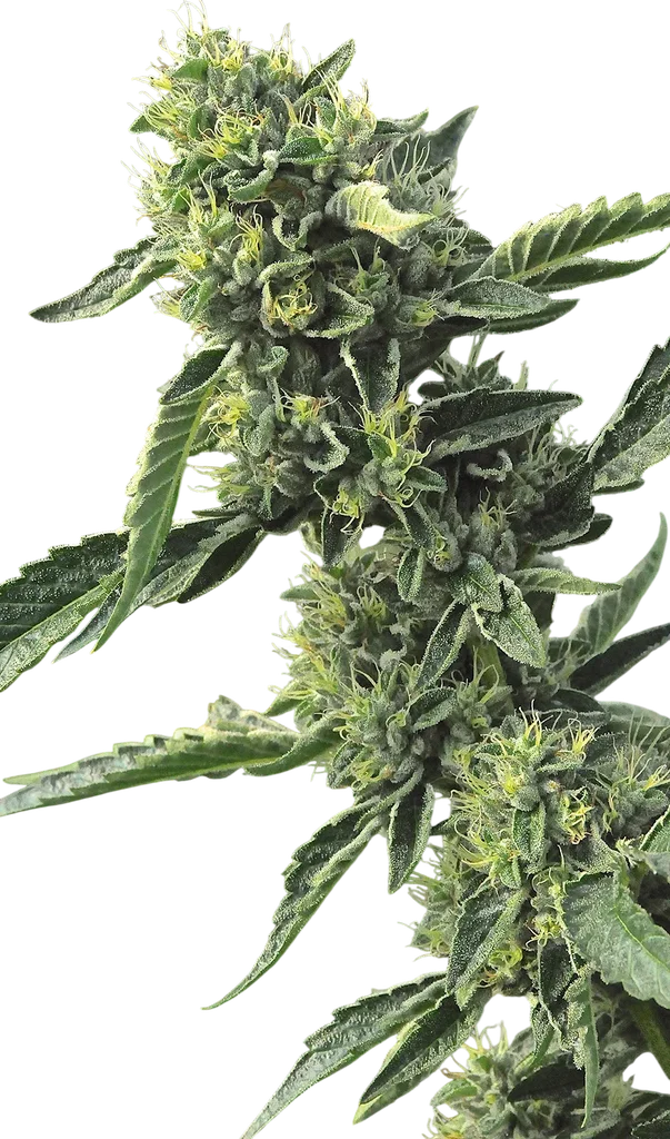 OG Kush – Produktansicht