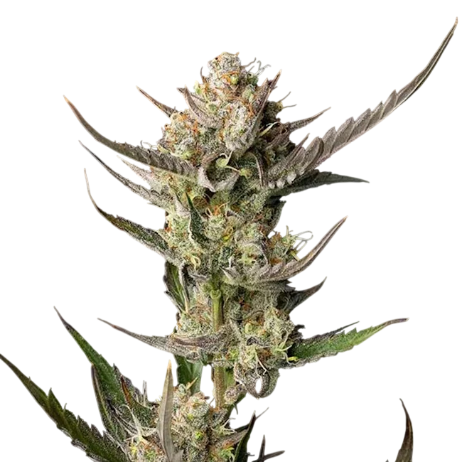 OG Kush – Produktansicht